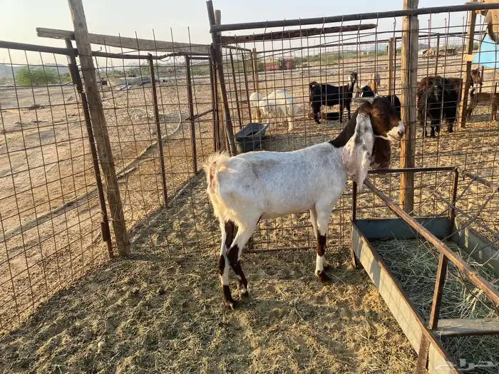 عنز هولنديه مضارع 0