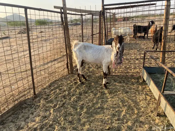 عنز هولنديه مضارع 10