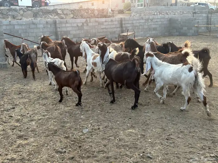 معزا مطوره فاخره 10