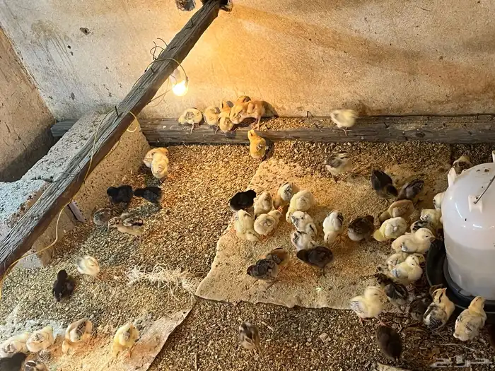 تم البيع الله يبارك لمشتري 2