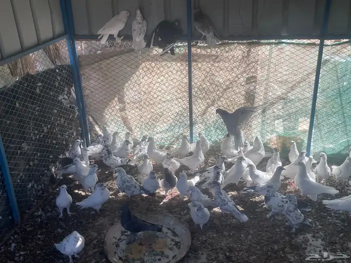 حمام فرنسي وبلدي وباكستاني 1