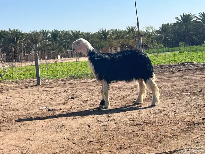 مشروع مشاريع فحل فحول نحد 2