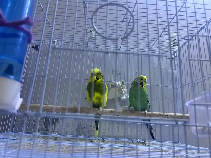 زوج طيور الحب انجليزي 0