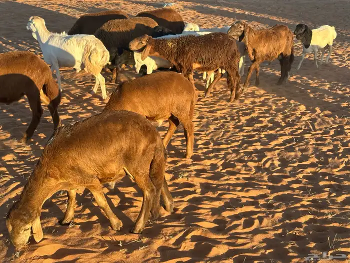 طليان سواكن غنم بر 68