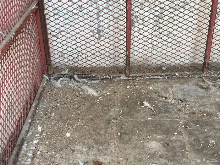 شبك دجاج طول متر في متر. ارتفاع 70 1