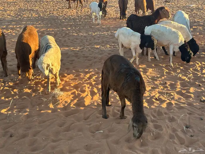 طليان سواكن غنم بر 83