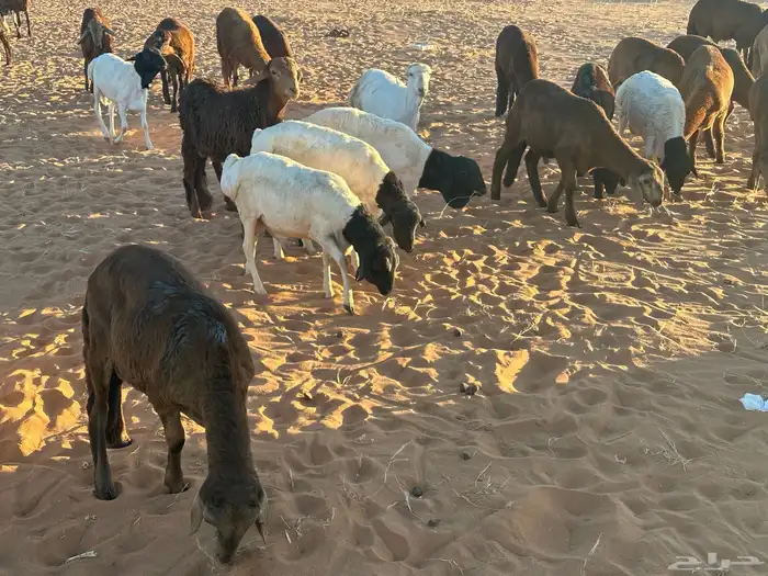 طليان سواكن غنم بر 82