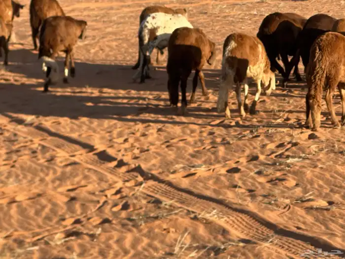 طليان سواكن غنم بر 43