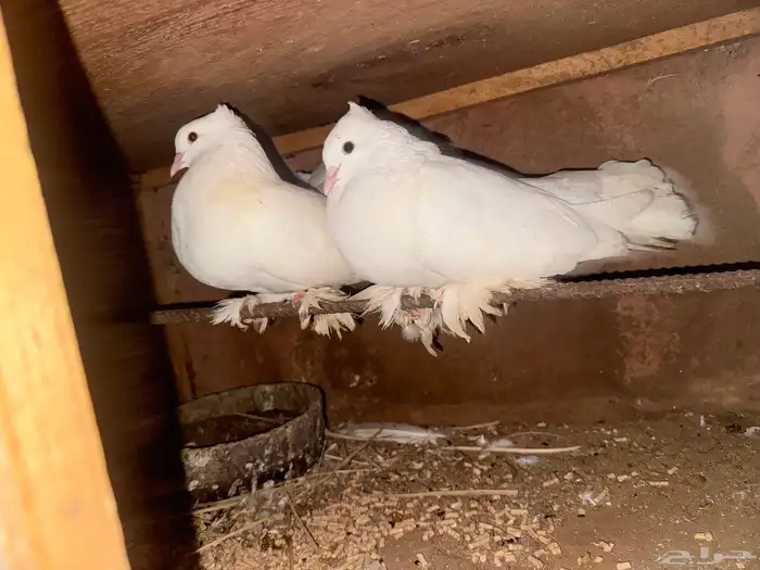 حمام رقاصي منتج وانتاجه بطل 4