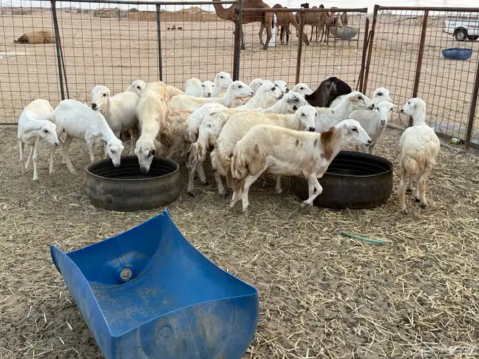 للبيع رخال رفيديات مراح واحد 2