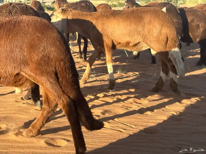 طليان سواكن غنم بر 10