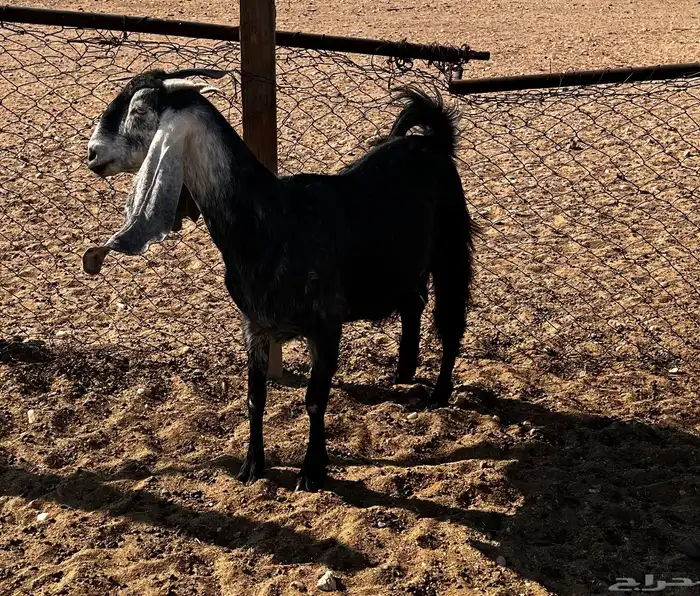 معز طيبة مضاريع وحليب 3