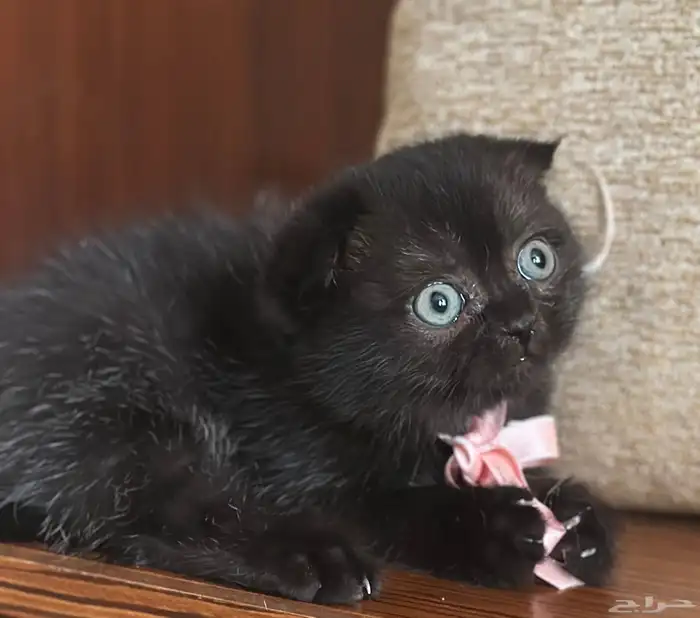 قطط كيتن البيع 1