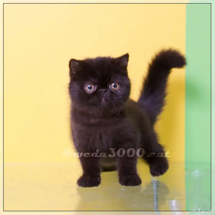 القط تاني أكزوتيك بيكي فيس 0