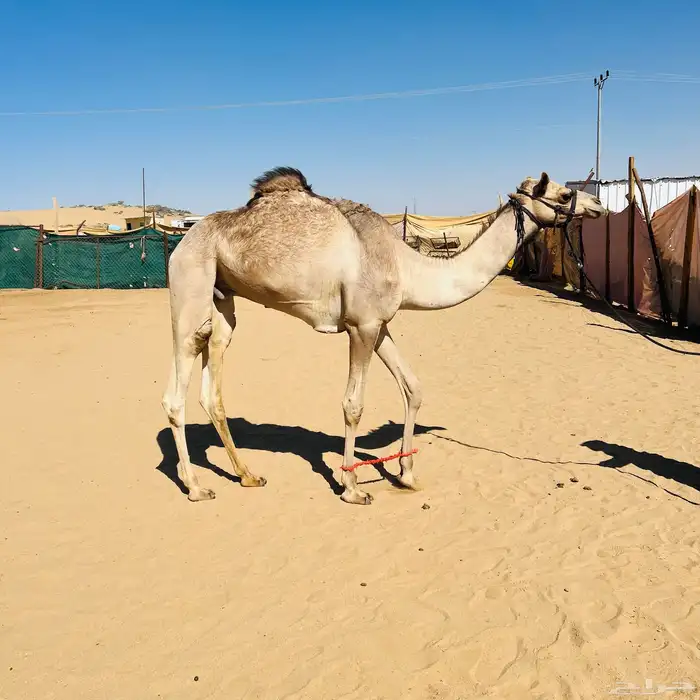 قعود عسيف عاده تحت التدريب للبيع الاب منتج والا مهجنه سبوق 1