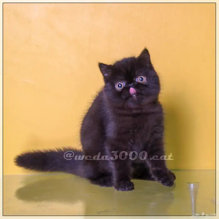 القط تاني أكزوتيك بيكي فيس 2