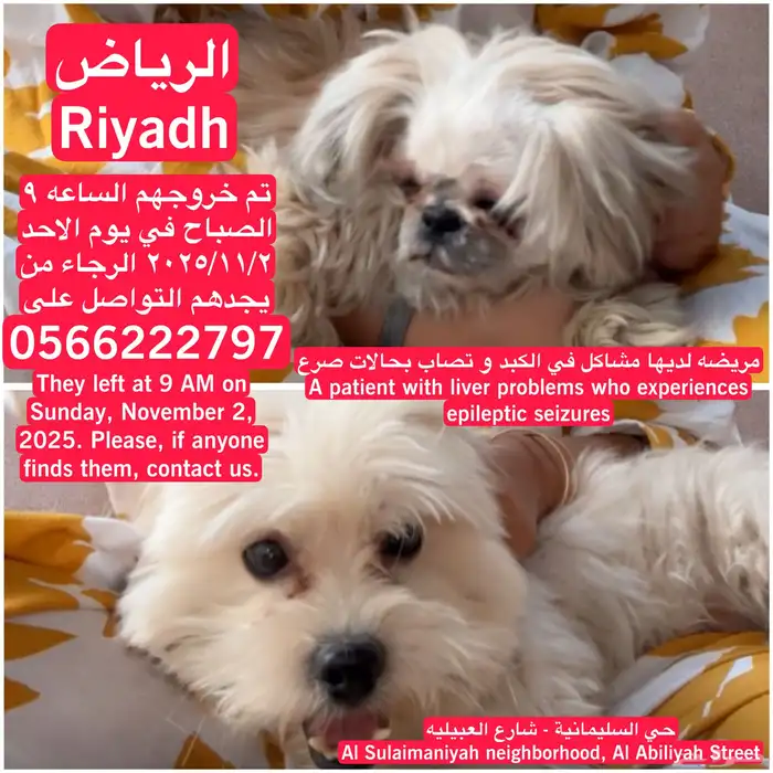 هل وجدت هذه الكلاب   الرجاء التواصل مع الرقم الظاهر للضروره 0