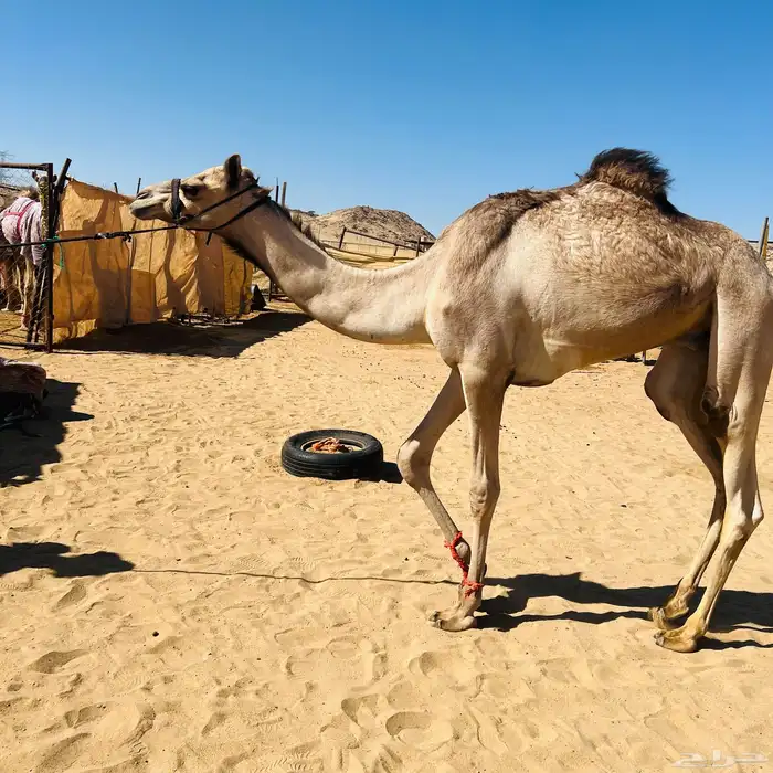 قعود عسيف عاده تحت التدريب للبيع الاب منتج والا مهجنه سبوق 2