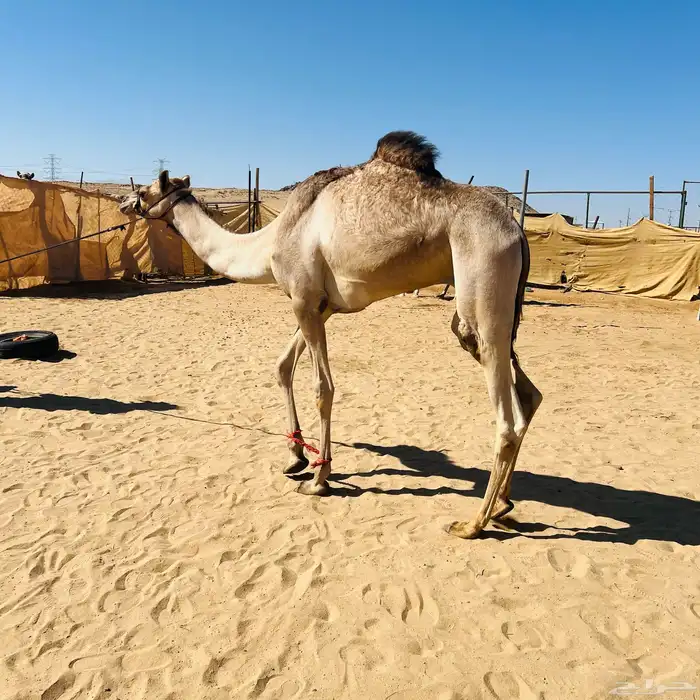 قعود عسيف عاده تحت التدريب للبيع الاب منتج والا مهجنه سبوق 3