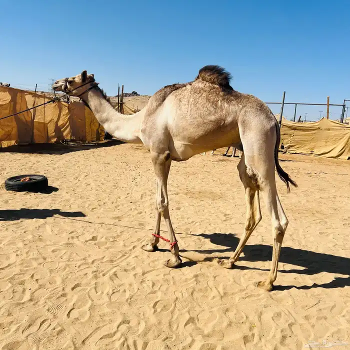 قعود عسيف عاده تحت التدريب للبيع الاب منتج والا مهجنه سبوق 0