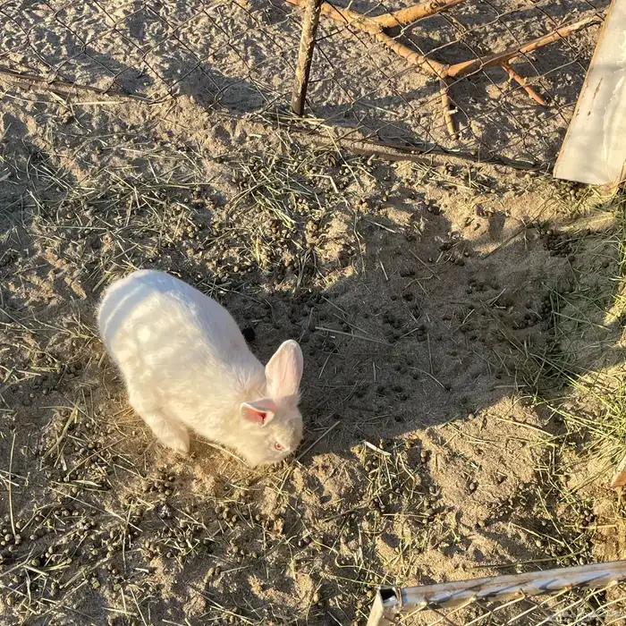 للبيع أرنب كفو وشرط من كلش 1