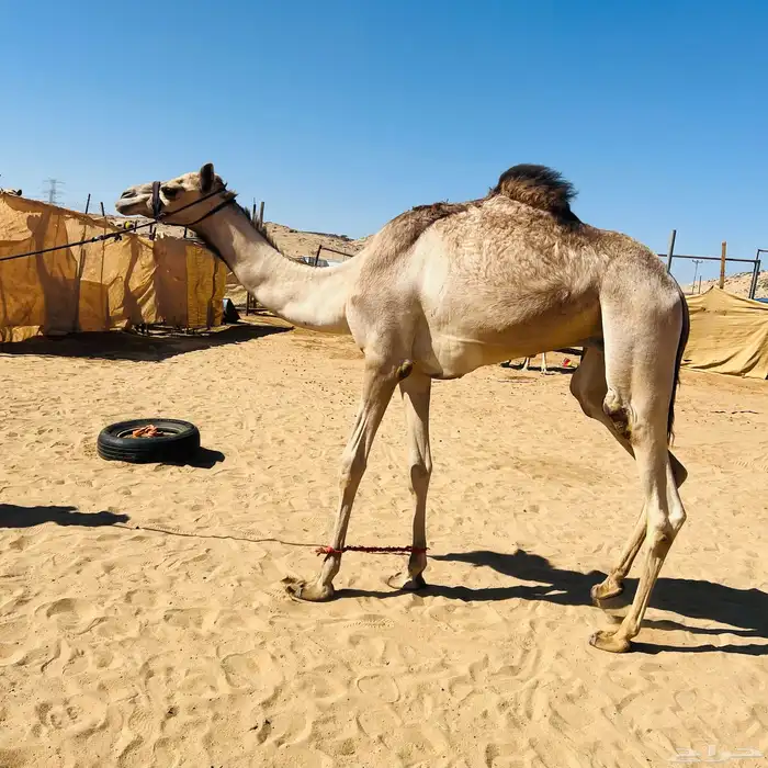 قعود عسيف عاده تحت التدريب للبيع الاب منتج والا مهجنه سبوق 4