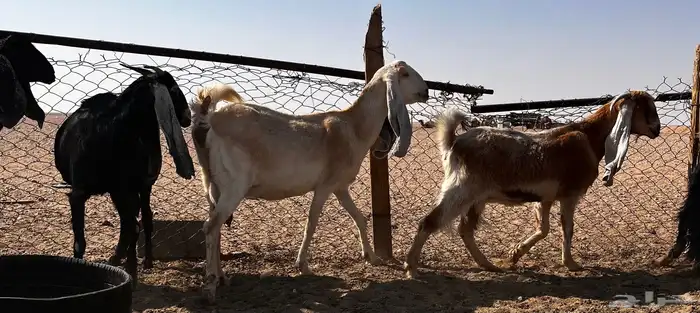 معز طيبة مضاريع وحليب 1