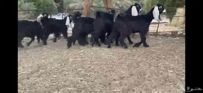 للبيع 8 جذعات عوارض بفحلها صنف 11