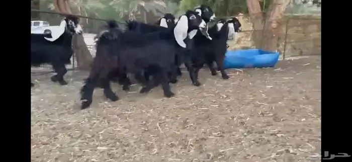 للبيع 8 جذعات عوارض بفحلها صنف 20