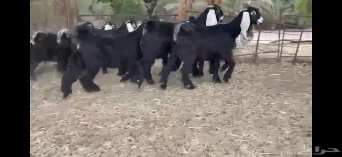 للبيع 8 جذعات عوارض بفحلها صنف 19