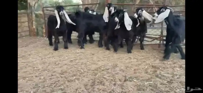 للبيع 8 جذعات عوارض بفحلها صنف 12