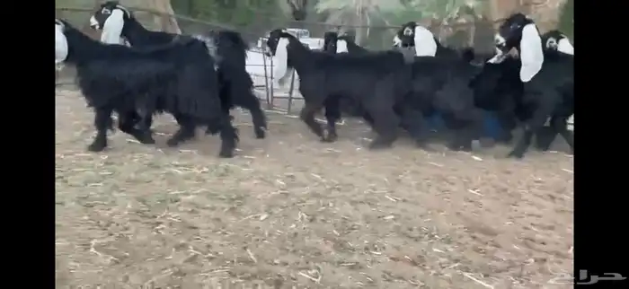 للبيع 8 جذعات عوارض بفحلها صنف 2