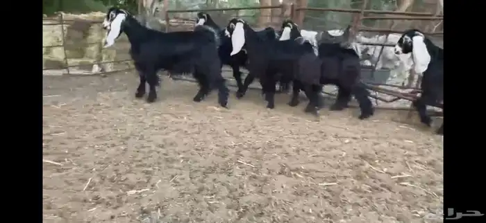 للبيع 8 جذعات عوارض بفحلها صنف 3