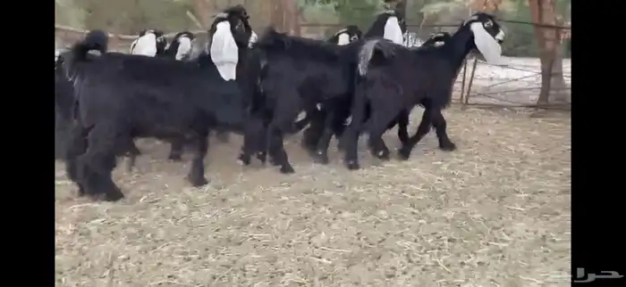 للبيع 8 جذعات عوارض بفحلها صنف 18