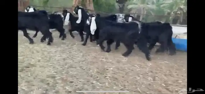 للبيع 8 جذعات عوارض بفحلها صنف 24