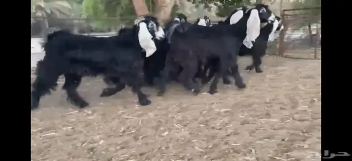 للبيع 8 جذعات عوارض بفحلها صنف 15