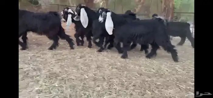 للبيع 8 جذعات عوارض بفحلها صنف 22