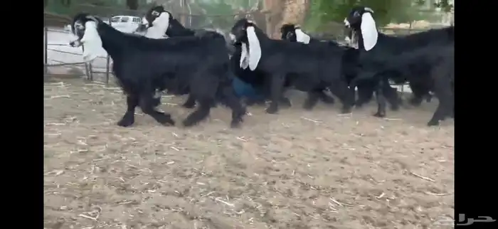 للبيع 8 جذعات عوارض بفحلها صنف 5