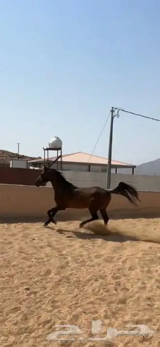 حصان شعبي شيخ 3