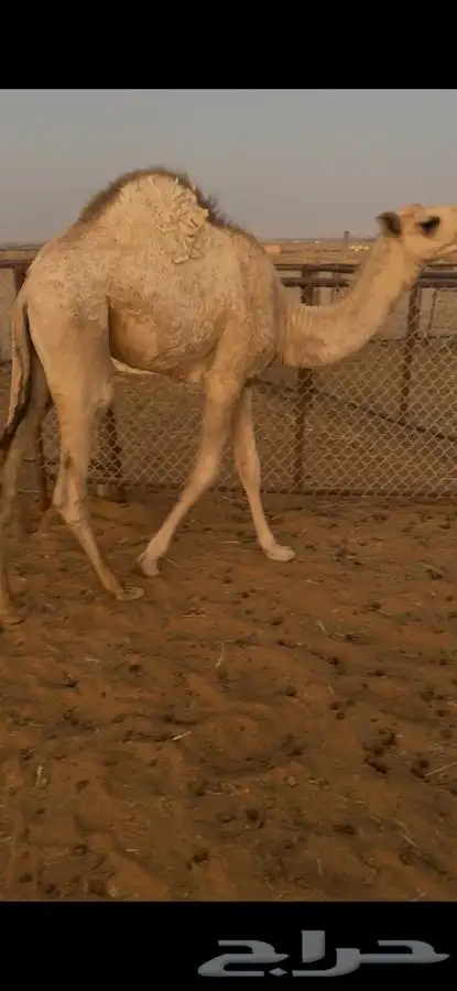 بكره حدر امها طايش 2