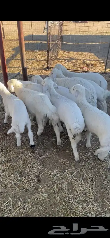 بهم حري شحم ونضاف 11