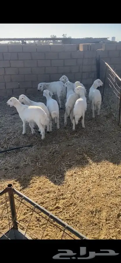 بهم حري شحم ونضاف 6