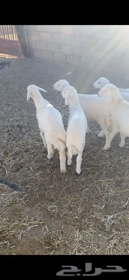 بهم حري شحم ونضاف 8