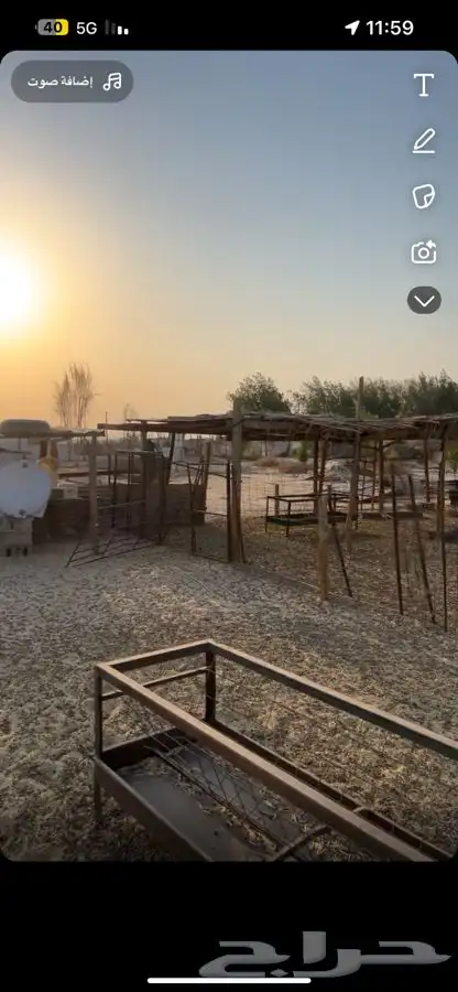 شبوك وخيمة حلال للبيع 0