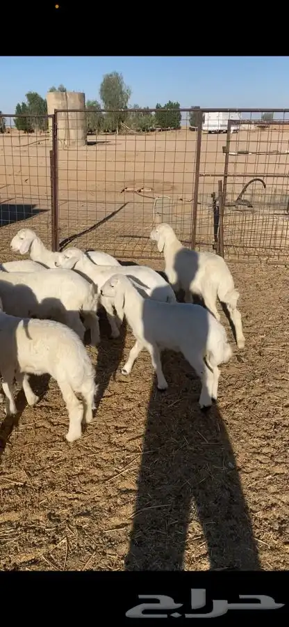 بهم حري شحم ونضاف 2