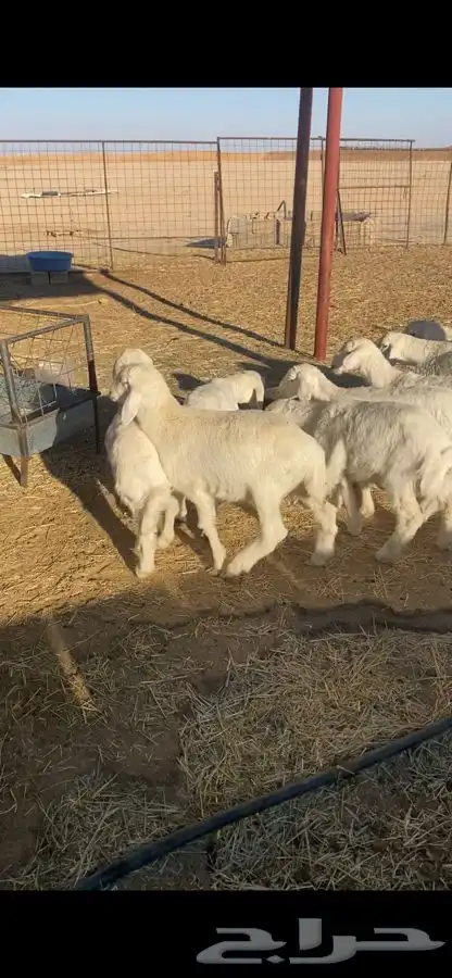 بهم حري شحم ونضاف 12