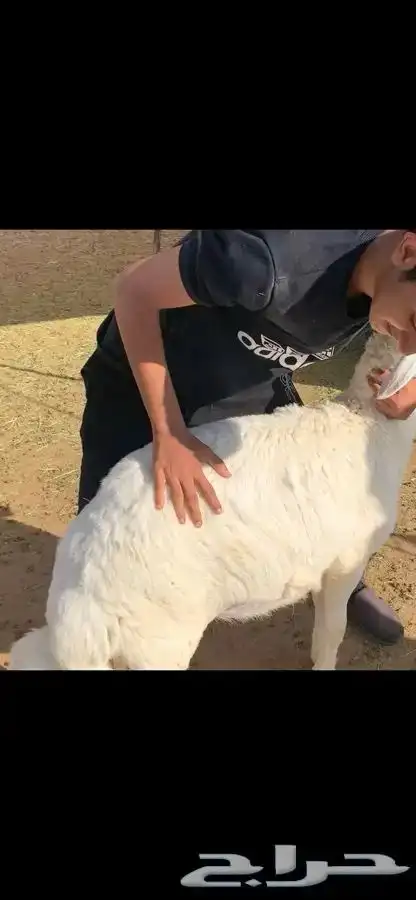 طليان لباني 4