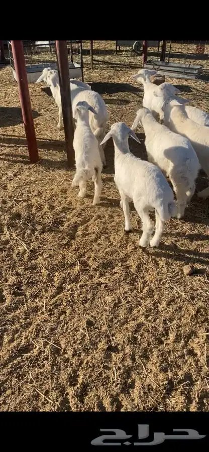 بهم حري شحم ونضاف 3