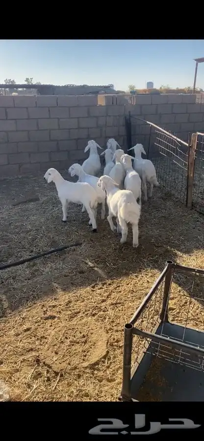 بهم حري شحم ونضاف 4