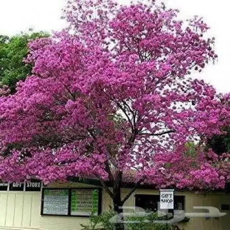 احتاج شجر توبيا روز نفس الموضح بصورة 0